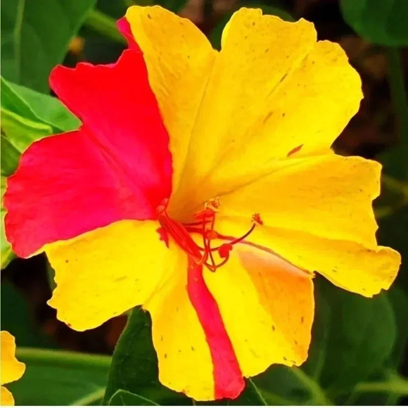 Four O'Clock Marvel of Peru Seeds - 50 seeds - Picture 2 of 11